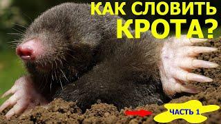 Если крот портит газон надо.. его СЛОВИТЬ!! Ловля крота. СПОСОБ №1