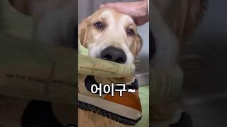 이맛에 퇴근이 즐겁죠 반려인 반려견 행복한 저녁 스토리 1편