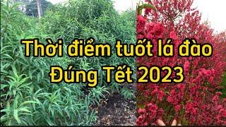 Thời điểm tuốt lá đào nở đúng Tết 2023 ở miền Bắc