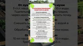6 СПОСОБОВ ПРИМЕНЕНИЯ НАШАТЫРЯ НА ДАЧЕ! СЕКРЕТЫ, КОТОРЫЕ ВЫ НЕ ЗНАЛИ! #огород #сад #нашатырь