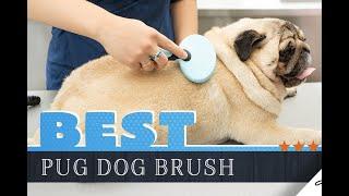 How to Brush Pug Coat | Pugs daily Ep7