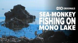 'Sea Monkey' harvest underway at Mono Lake | Bartell's Backroads