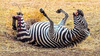 ESSA ZEBRA MEXEU COM O OPONENTE ERRADO - MELHORES MOMENTOS DOS ANIMAIS SELVAGENS