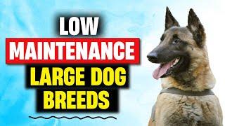 These Low Maintenance Large Dog Breeds For Busy Owners