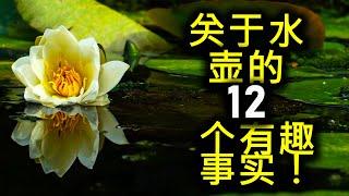 关于水壶的 12 个有趣事实！