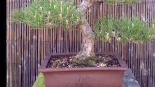 Bonsai - Japanese Black Pine  - 4 year progression