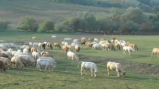 Magyar vidék csordával - Hungarian countryside with cows