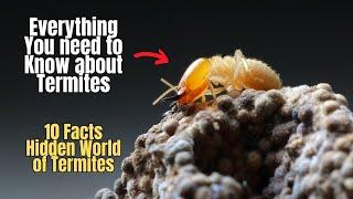 ️‍️10 Facts about Termites  Everything You need to know about Termites 