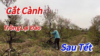 Đào Tết -Cắt tỉa cành và trồng lại đào sau tết - Vườn Nhà Bon (p71)#daotet #vuonnhabon