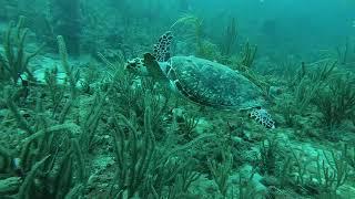 3 Fin Turtle