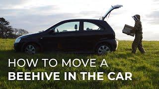 How to Move a Beehive in the Car