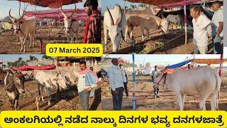 Ankalagi adavi siddeshwar danagal Jatre 2025|Cattle's fair at ankalagi,Gokak #bulls  #cattlesmarket