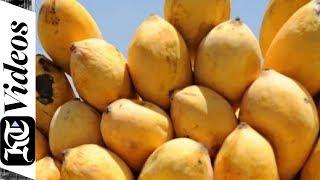 Enjoy three-day festival of Pakistani mangoes in Dubai