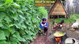 Petik timun, sambel goreng ikan rawa, gulai daging sapi qurban,hidup di hutan bekebun & ternak CR-86