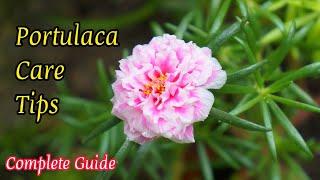 How to Grow Moss Rose Plant? - Complete Care Tips - The Small Story.