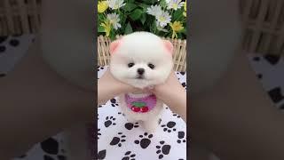 น้องหมาน่ารักมาก super cute baby dog 