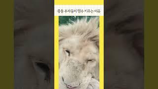 #shorts 엄청큰 개냥이들 #기분좋아지는영상 #animals #웃긴짤