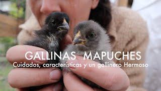 Gallinas Mapuche  | Cuidados, características y un Gallinero Hermoso! #Kollonkas #Ketros