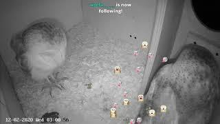 A Crazy & Beautiful Night at the Hoot House