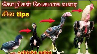 கோழி வேகமாக வளர இதை செய்யுங்கள் /chick growth tips in Tamil #prasanthfarms