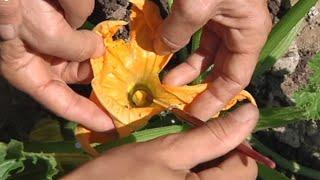 Cómo polinizar la flor del calabacín de manera manual y rápida