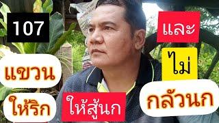 แขวนนกแบบใหน ให้นกเก่ง ให้นกกล้าริก และไม่กลัวนก คลิปที่ 107