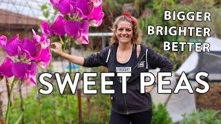 How To Grow Sweet Pea Flowers & How To Get The Best Blooms