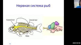 Эволюция нервной системы. Урок 7 класс