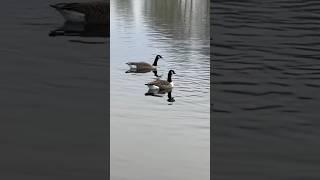 Canadian  Goose in lake searching for food  #nature #travel #birds #birdspotting