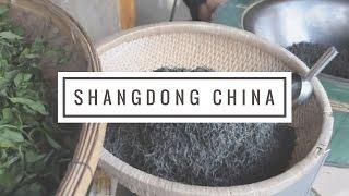 Dumplings & Zhajiangmian + What To Eat In Shandong, China