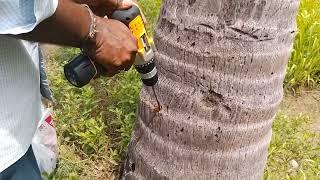 drilling coconut tree