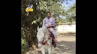 Patan M L A Dr. Kiritbhai Patel At Karan Asav Farm Mitul Patel 9824231927 Horse Lover Horse Rider