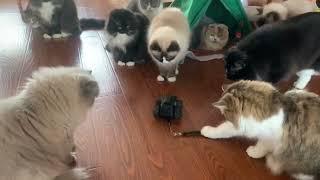 Moorebot Scout Plays with Cats