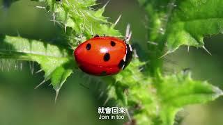 感謝有機：獻給默默耕耘的有機農民  Thanks For Being Organic: A Song for the Unsung Heroes of Organic Farming