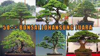 inspirasi bonsai lohansung juara