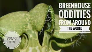 Botanical Oddities from Around the World