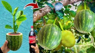 An easy way to propagating  jackfruit with watermelon is 100% effective using Coca-Cola