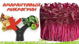 Амарантовый микрогрин - волшебный витаминный комплекс! Красота и молодость! Худеем и стройнеем!