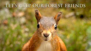 Let's help our forest friends