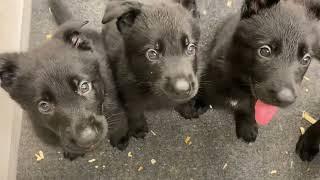 Short and SWEET...6 Black German Shepherd Puppies.