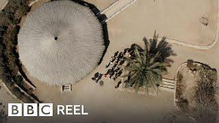 Extinct tree from the time of Jesus rises from the dead in Israel - BBC REEL