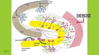 Video Explaining Neuroplasticity Training Effects In The Brain