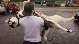 Funniest Husky Silliest Creature on Earth  Funny Dogs Videos 2023