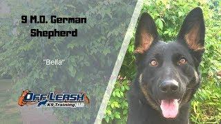 9 M.O. GERMAN SHEPHERD "Bella" 2 WEEK BOARD AND TRAIN