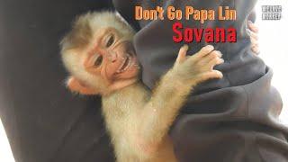 Abandoned Baby Monkey Sovana Get Angry At Papa Lin Want to Leave Her Alone At The Wild Monkey Troop