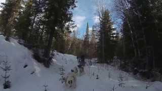 Winter Camping by Dogsled with Base Camp Bigfork, Montana