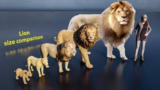 Lion size comparison #animals