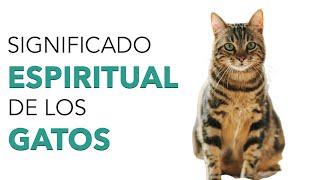 Significado ESPIRITUAL de los GATOS  