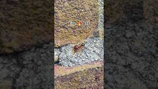 Fire  Ant  on a mission #connectwithnature