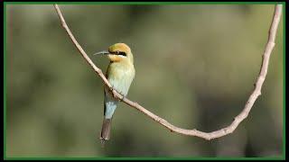 The Rainbow Bee-Eater catches it's prey in midair! | Wild World